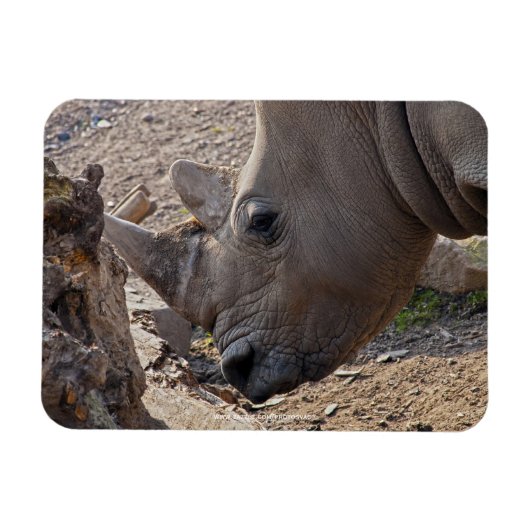 サイ マグネット (横)