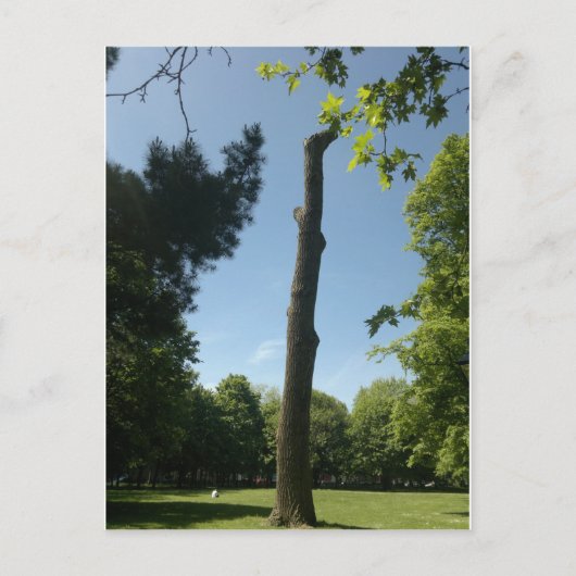 サウサンプトン(Hoglands公園) ポストカード (正面)