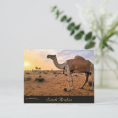 サウジアラビアのラクダ ポストカード (スタンド正面)