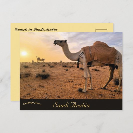 サウジアラビアのラクダ ポストカード (正面/裏面)