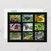 サウスカロライナのはがきの蝶 ポストカード (正面/裏面)