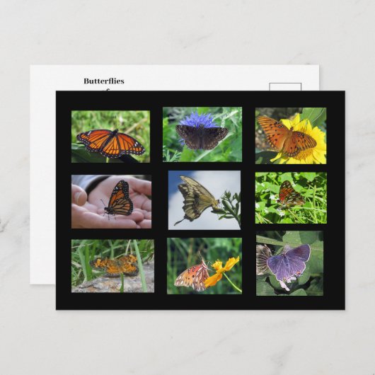 サウスカロライナのはがきの蝶 ポストカード (正面/裏面)