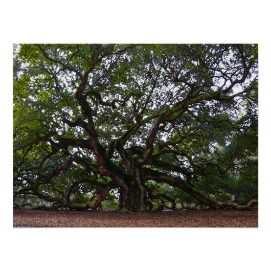 サウスカロライナのエンジェルオーク ポスター (正面)