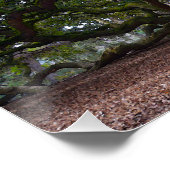 サウスカロライナのエンジェルオーク ポスター (コーナー)