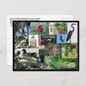 サウスカロライナの鳥の種のコラージュのはがき ポストカード (正面/裏面)