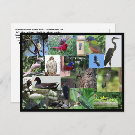 サウスカロライナの鳥の種のコラージュのはがき ポストカード (正面/裏面)