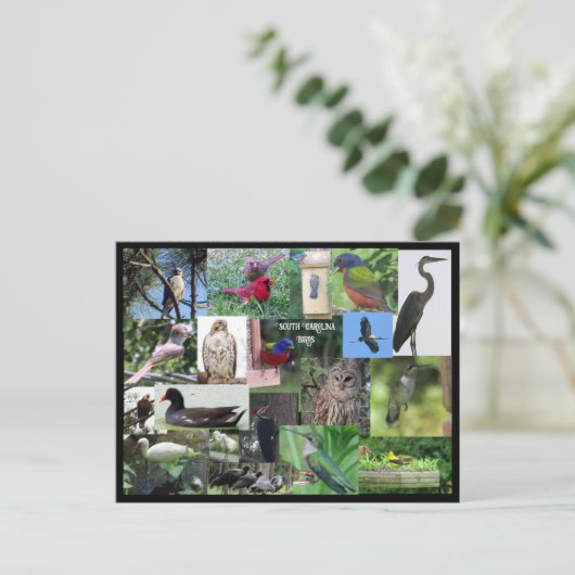 サウスカロライナの鳥の種のコラージュのはがき ポストカード (スタンド正面)