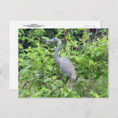 サウスカロライナ小さなブルーヘロン葉書 ポストカード (正面/裏面)