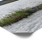 サウスカロライナ州ベアアイランドのアリゲーター ポスター (角)