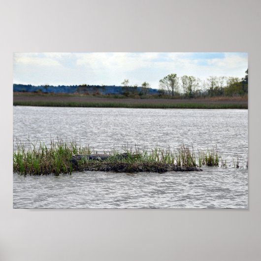 サウスカロライナ州ベアアイランドのアリゲーター ポスター (正面)