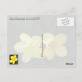 サウスカロライナ州花:イエロージェサミン ポストカード (裏面)