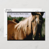 サウスカロライナ湿地タッキー ポストカード (正面/裏面)