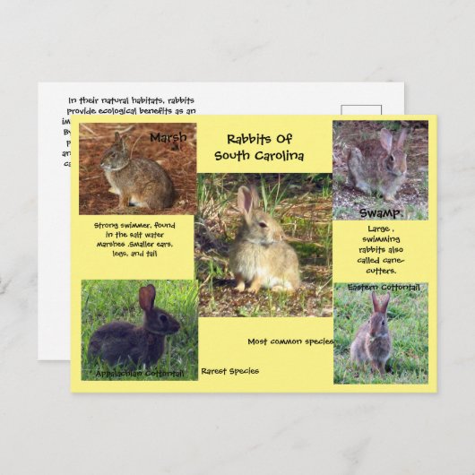 サウスカロライナ葉書のウサギ種 ポストカード (正面/裏面)