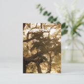 サウスカロライナ ポストカード (スタンド正面)