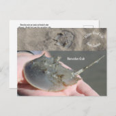 サウスカロライナ ポストカード (正面/裏面)