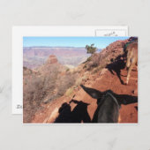 サウスキアバブグランドキャニオン国立公園ミュールライド ポストカード (正面/裏面)