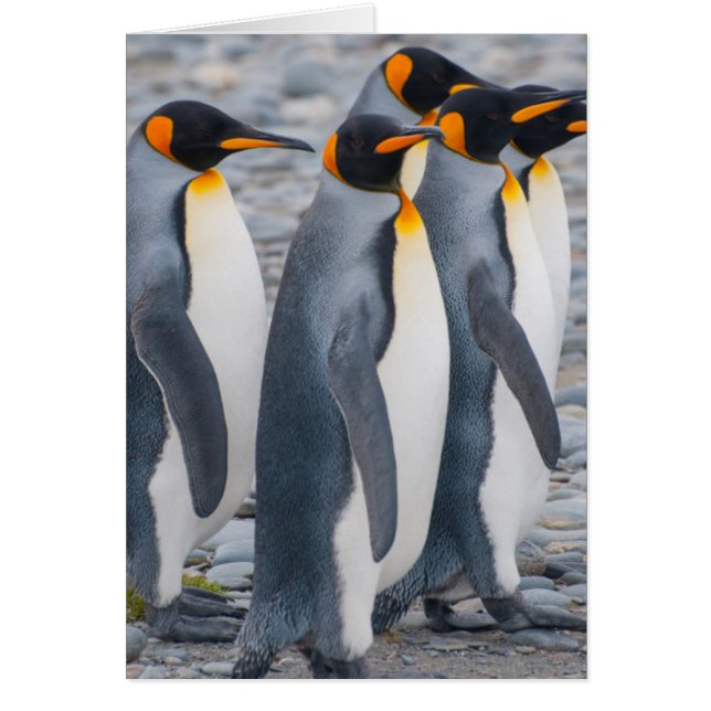 サウスジョージア島 キングペンギン (正面)