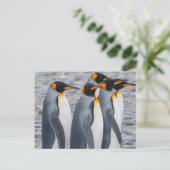 サウスジョージア島 キングペンギン ポストカード (スタンド正面)