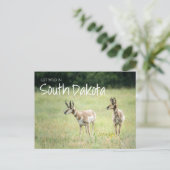 サウスダコタで野生を満喫 ポストカード (スタンド正面)