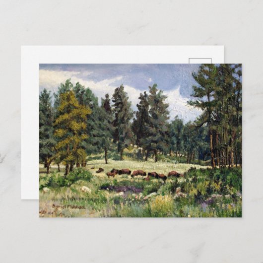 サウスダコタのバッファローの風光明媚な牧草地 ポストカード (正面/裏面)