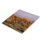 サウスダコタ州のバッドランド国立公園 タイル (側面)