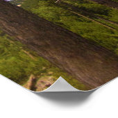 サウスダコタ州の木々に囲まれたブラックヒルズ ポスター (角)