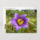 サウスダコタ州の花：パスクの花 ポストカード (正面/裏面)