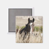 サウスダコタ州の野生馬 マグネット (正面/裏面)