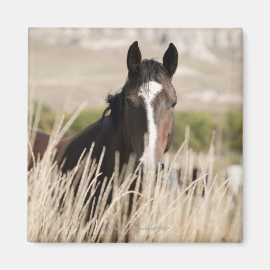サウスダコタ州の野生馬 マグネット (正面)