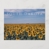 サウスダコタ州ひまわり畑 ポストカード (正面)