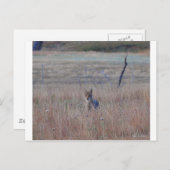 サウスダコタ州ウィンドケーブ国立公園のコヨーテ ポストカード (正面/裏面)