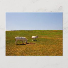 サウスダコタ州カスター州パーク ポストカード