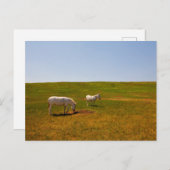 サウスダコタ州カスター州パーク ポストカード (正面/裏面)