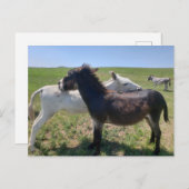 サウスダコタ州カスター州パーク，ワイルドバロス ポストカード (正面/裏面)