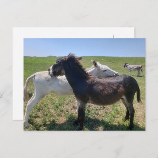 サウスダコタ州カスター州パーク，ワイルドバロス ポストカード (正面/裏面)