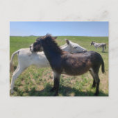 サウスダコタ州カスター州パーク，ワイルドバロス ポストカード (正面)