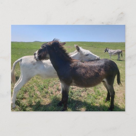 サウスダコタ州カスター州パーク，ワイルドバロス ポストカード (正面)