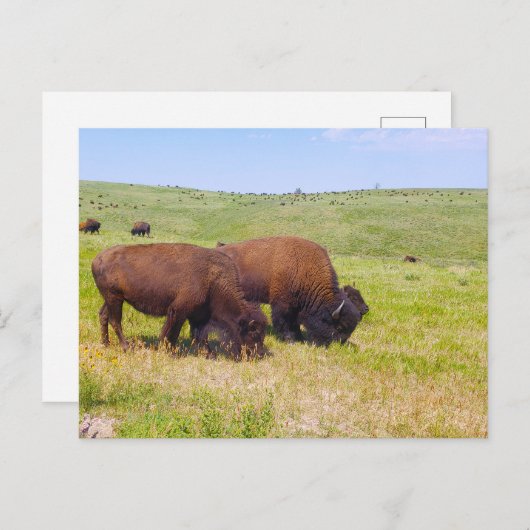 サウスダコタ州カスター州パークBison Herd ポストカード (正面/裏面)
