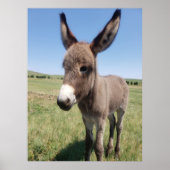 サウスダコタ州カスター州パークYoung Burro ポスター (正面)