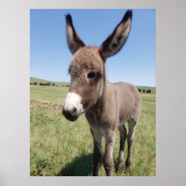 サウスダコタ州カスター州パークYoung Burro ポスター