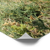 サウスダコタ州カスター州パークYoung Burro ポスター (角)