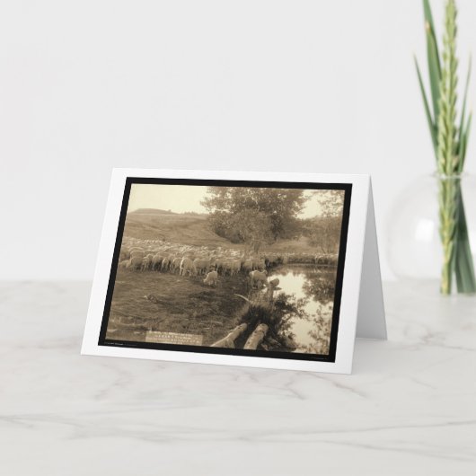 サウスダコタ1891年羊飼いおよび群 カード (正面)