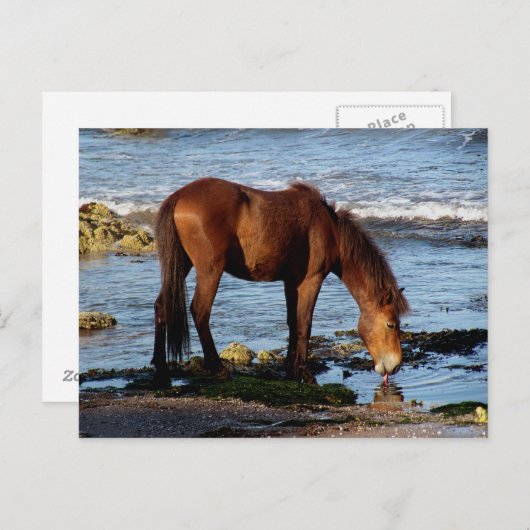 サウスデボンダートムーアポニーリッキング海水 ポストカード (正面/裏面)