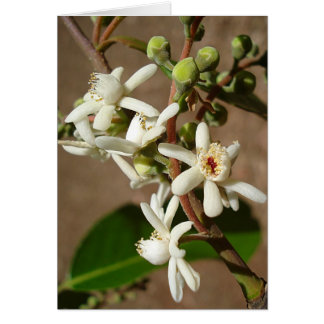 サガリバナ科: Carinianaのlegalis