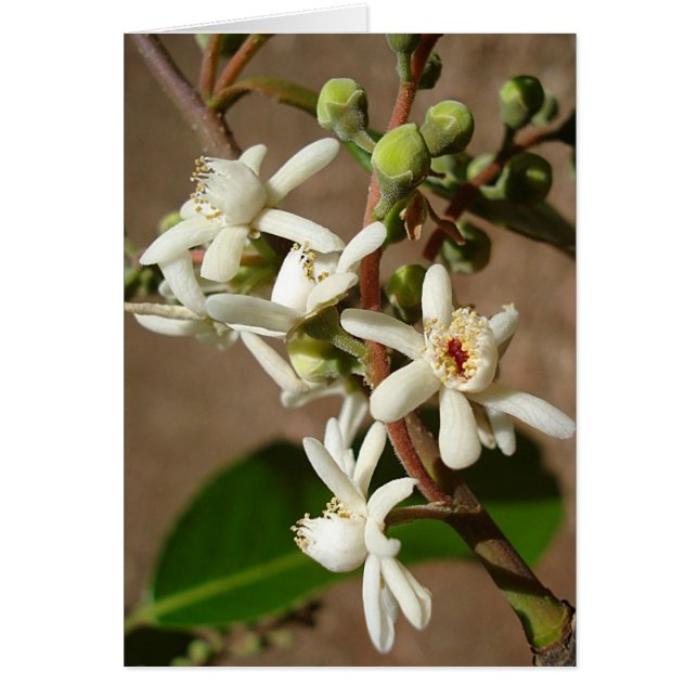 サガリバナ科: Carinianaのlegalis (正面)