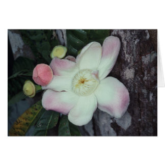 サガリバナ科: Gustaviaオーガスタ