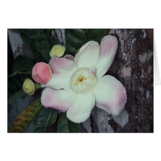 サガリバナ科: Gustaviaオーガスタ (正面横)