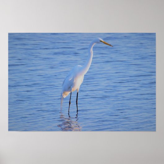 サギの鳥の写真 ポスター (正面)