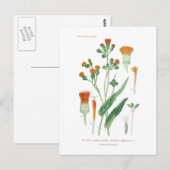 サギタタ線 ポストカード (正面/裏面)