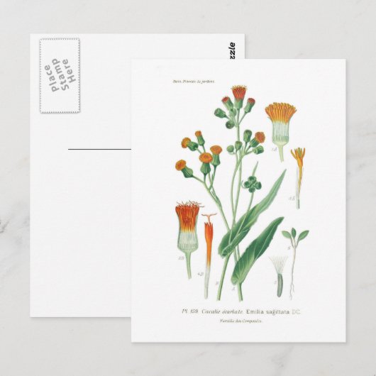 サギタタ線 ポストカード (正面/裏面)